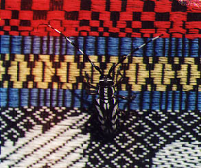 Magick River Beetle (photo: Antares)